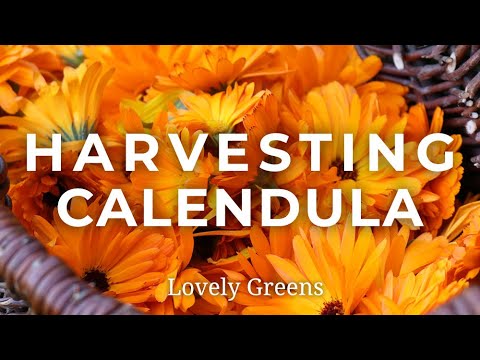 वीडियो: कैलेंडुला फूल: कैलेंडुला कैसे उगाएं