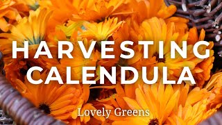 Growing and harvesting Calendula Flowers