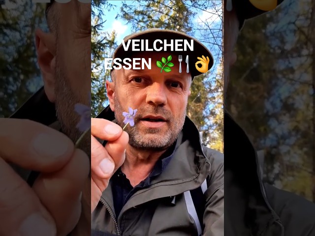 Veilchen Viola Essen und Verzierung  #Short Kräuter Blumen zum Essen.