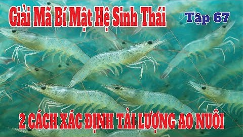 2 Cách Xác Định Tải Lượng Ao Nuôi – Bí Quyết Giữ Ao Ổn Định & Trúng Vụ!