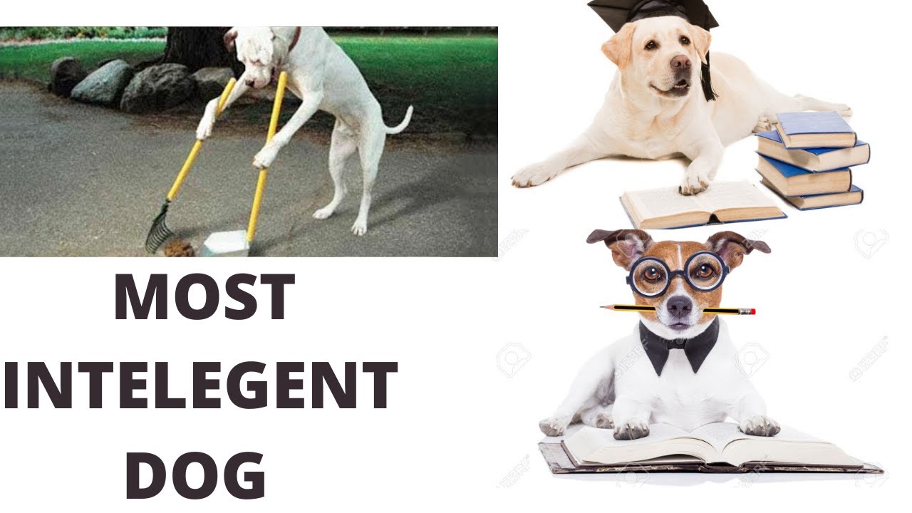 TOP 8 MOST INTELLEGENT DOG IN THE WORLD YouTube