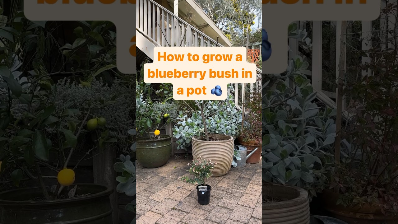 How to grow a blueberry bush in a pot 🫐 