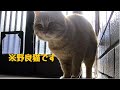 ほぼ毎日来ます…【野良猫】