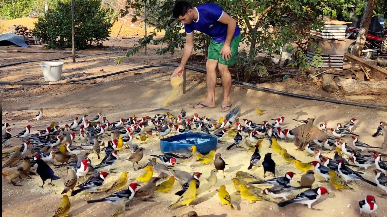 MUITOS GALOS DE CAMPINAS E CANÁRIOS (MARACÁS-BA)