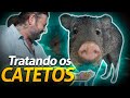 OS CATETOS ESTÃO MANSINHOS! | A CASA DOS BICHOS