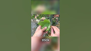 Ancient Hack to Catch Chickens with Just a Leaf! 🌿 #tools #diy #shortsvideo #shorts