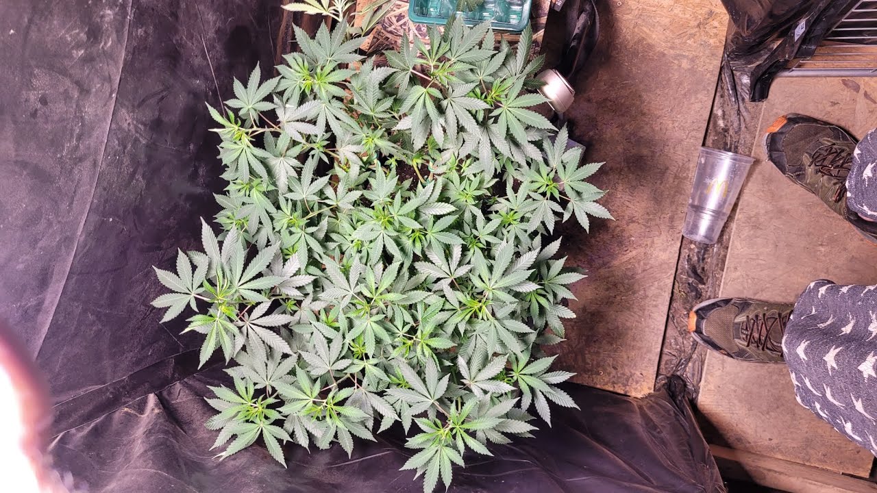 Cloning Extravaganza With Natural Root Hormone How To Clone Cannabis With Natrual Substances 