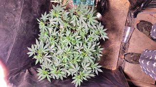 Cloning Extravaganza With Natural Root Hormone How To Clone Cannabis With Natrual Substances 