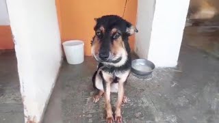He Was Bound With a Chain, The Tight Collar Mades Her Face Puffy, She Couldn't Breathes Normally by Animal Relief 419 views 3 months ago 3 minutes, 31 seconds