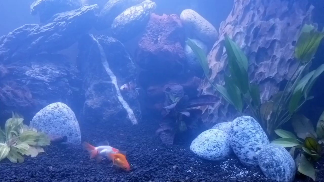 55 gallon goldfish aquarium