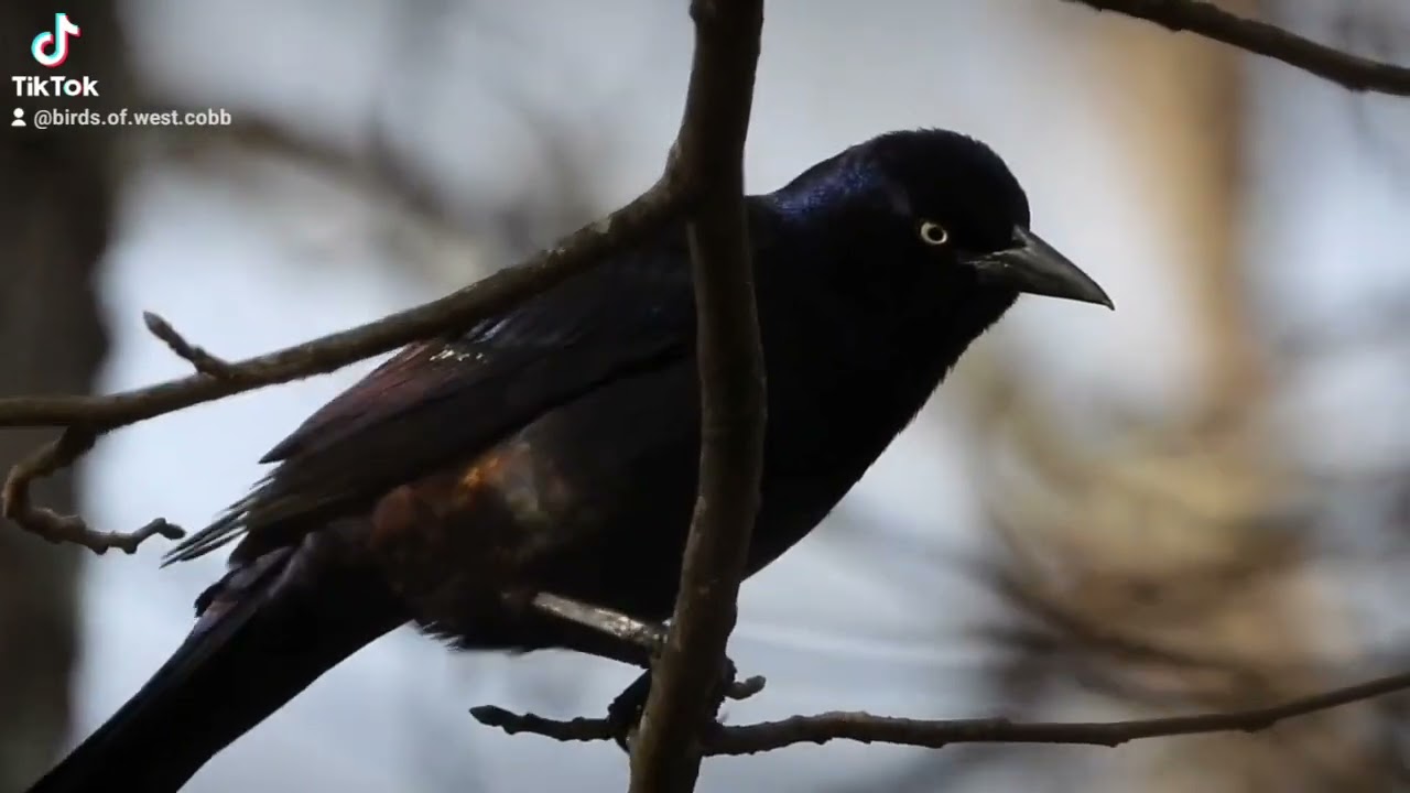 A Common Grackle Talks to his flock in the morning at Birds of West Cobb