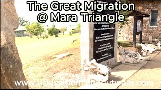 The Great Migration @ Mara Triangle