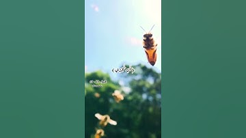 وأوحى ربك الى النحل ❤️ تلاوات خاشعة قصيرة 🧡القران الكريم💛 عبد الله الموسى 💚Love Quran💙
