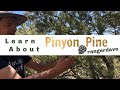 A Close Look at a Pinyon Pine Tree