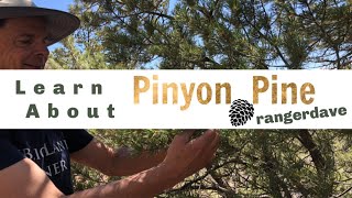 A Close Look at a Pinyon Pine Tree