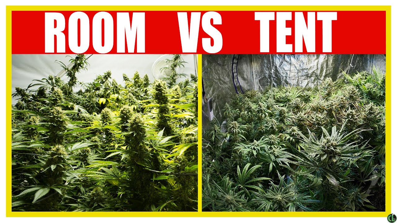 GROW ROOM VS GROW TENT: What's the Best Indoor Grow Space FOR YOU