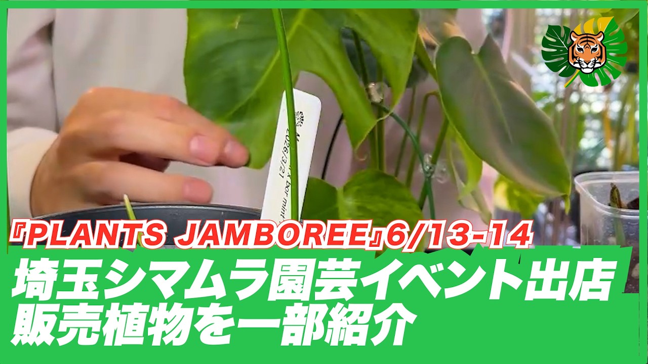 t*p様 超希少‼️モンステラハリケーン　特選美株❣️ Event Announcement] Huge sale of extremely rare Monstera plants