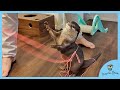 Otter Bingo &amp; Belle play in Loop Lasso !!