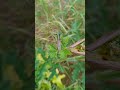 Стеблевой обыкновенный усач (Agapanthia villosoviridescens) 