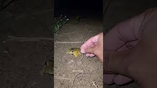 Catch big frogs funny | Try don't laugh | wepwep catching frogs make you laugh #shortsviral