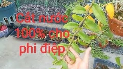 Thời điểm thích hợp cắt nước 100% cho phi điệp.