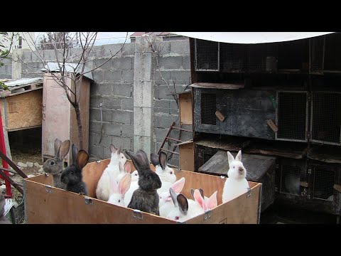 რა გავაკეთოთ მამალი რომ დაკარგავს მუშაობის შეჯვარების სურვილს...