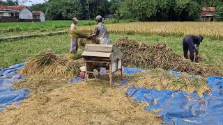 AMAZING MACHINE! SATISFYING RICE THRESHING MACHINE IN ACTION! INCREDIBLY EFFICIENT! - agricultural