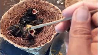 How to Properly Feed 9-Day-Old Murai Batu Chicks