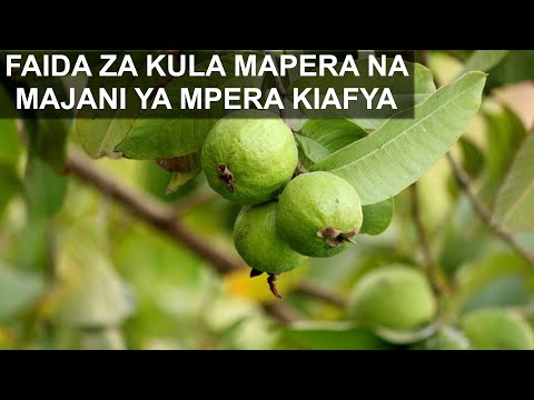 FAIDA ZA KULA MAPERA NA MAJANI YA MPERA KWA AFYA