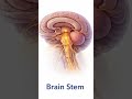 Human Brain Glands Explained | Pituitary, Pineal & Hypothalamus| Biology Fact part-2#biology#science