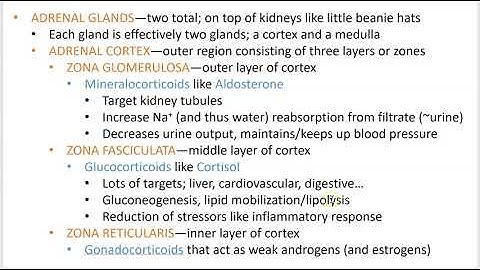 2402 Lecture Ch 16 Endocrine System PowerPoint Screencast 4