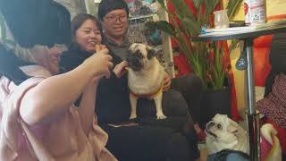Kyoto Pug Cafe