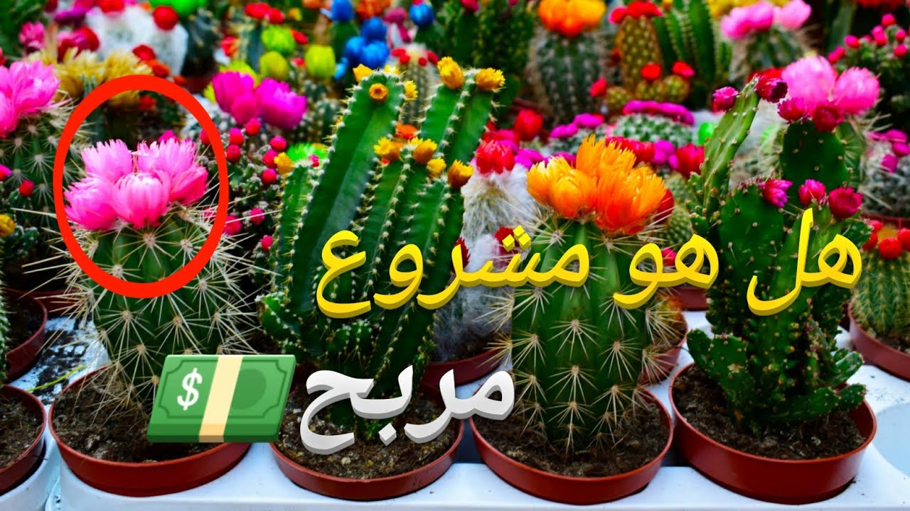 مشروع زراعة الصباريات والعصاريات