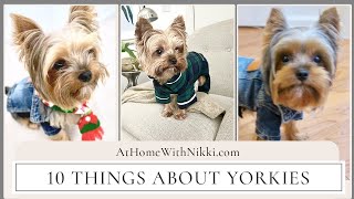 10 Things About Yorkies by At Home With Bentley & Albert 2,313 views 3 years ago 9 minutes, 7 seconds
