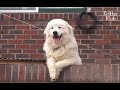 Dog Knows He Is A Celebrity | Kritter Klub