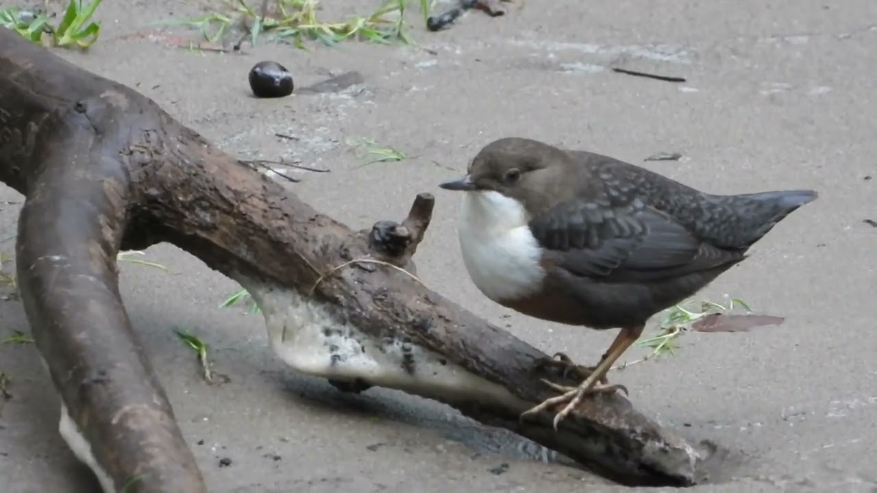 Roodbuikwaterspreeuw bij Haarmülle in buursebeek