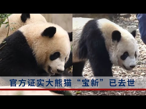 官方證實大熊貓“寶新”已去世：誕生于2021年6月24日，還未滿2歲