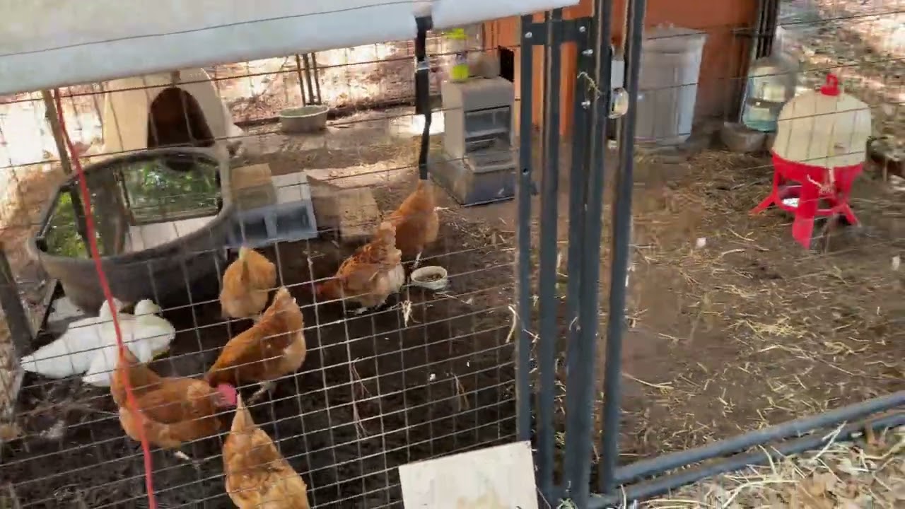 An update on the Kepics farm.