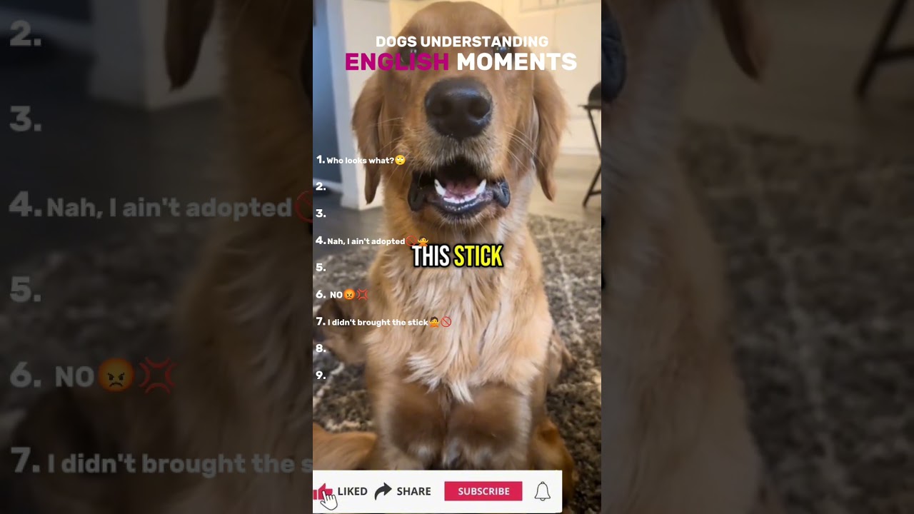 Ranking Moments When Dogs Understands English! 