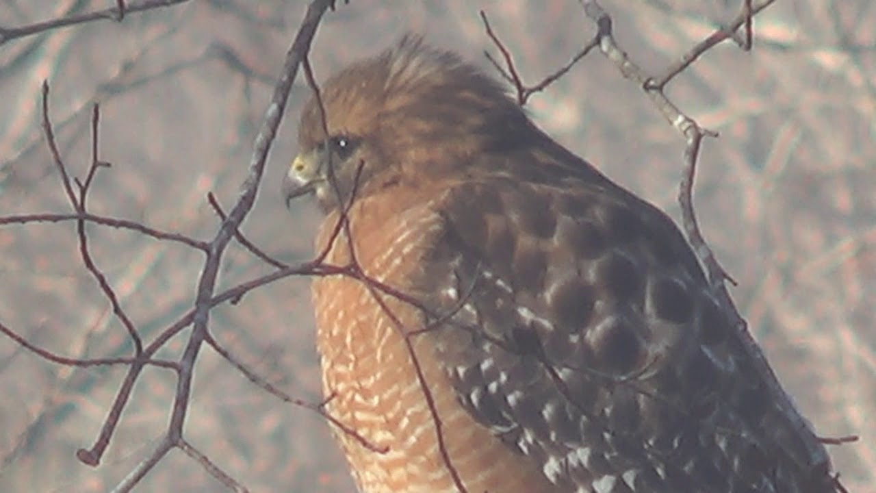Of hawks and buzzards in Holladay YouTube