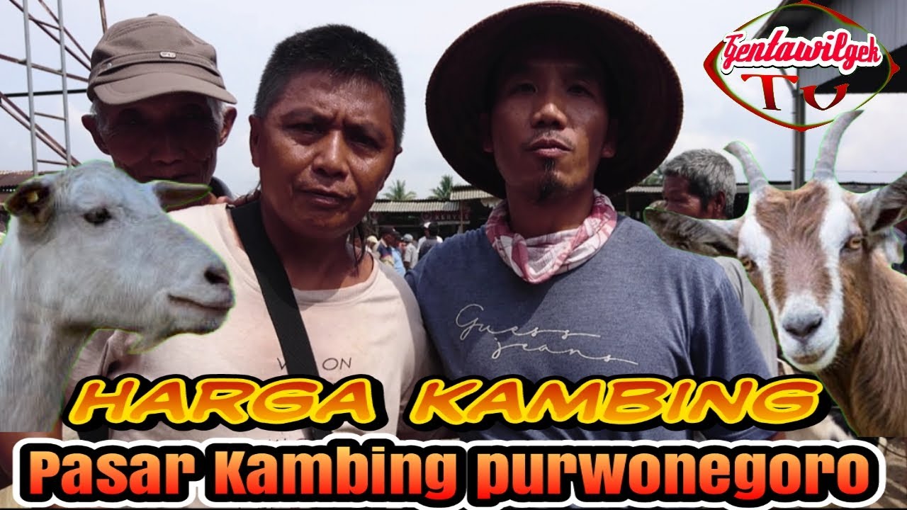 Harga Kambing di  Pasar  kambing purwonegoro banjarnegara 