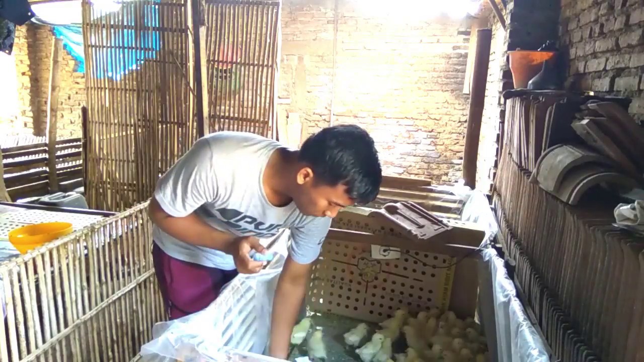 Vaksin Ayam Pejantan Umur 6 Hari ternak puyuh