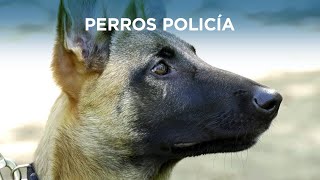 Así entrenan los cachorros de perro de la Guardia Civil acogidos temporalmente por familias