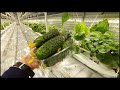 САМАЯ КРУТАЯ СИТИФЕРМА КЛУБНИКА И ОГУРЕЦ (Urban Farms)