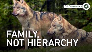 Celebrity Germany’s Wild Wolves: The Truth About the Pack | Full Documentary Net Worth