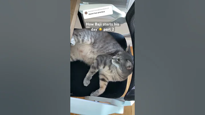 Watch the video about Tiger spotted belly #cat #catlovers #catloversunite #cutekitty #britishshorthair #ragdolls #tabbycat
