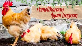 Pemeliharaan Ayam Lingnan