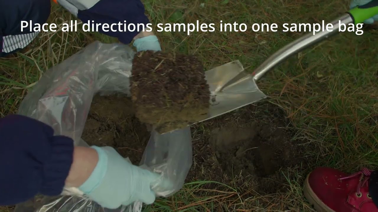 Field Collection of soil, roots, and needles from Pinus radiata