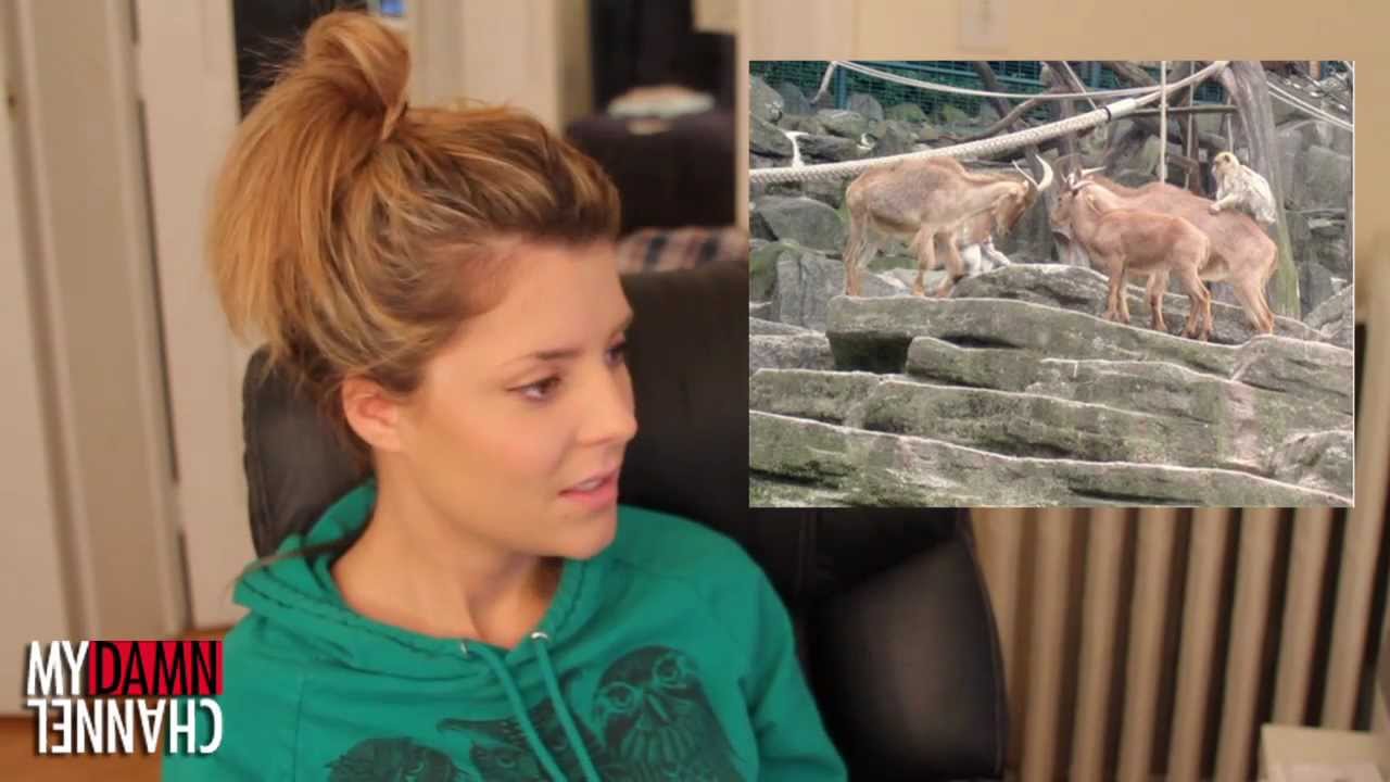 MY OPINION ON ANIMALS