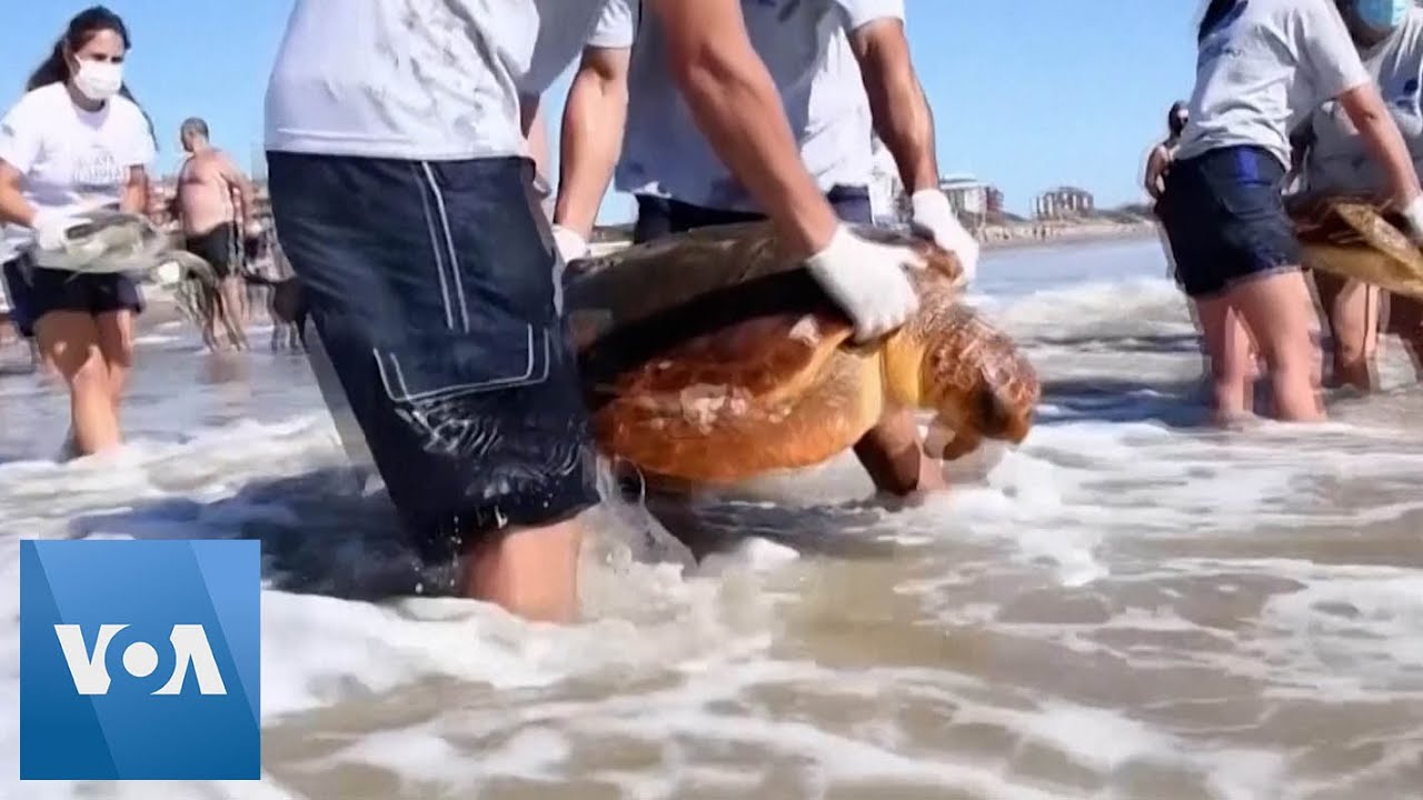Turtles Clogged with Plastic Rescued and Returned to the Wild in ...